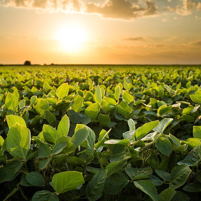 Image of Soybean Fields