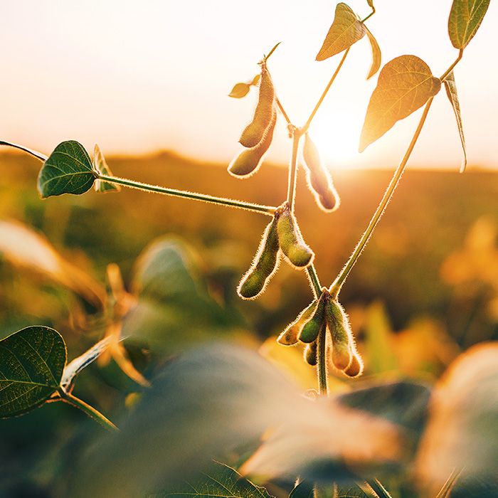 Image of soybeans in a field